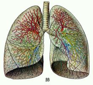 肺氣不足易氣短，人到中年要補肺