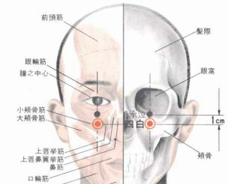 四白穴→治青光眼、近視