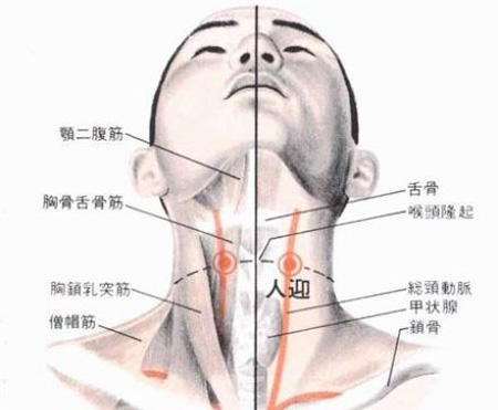 人迎穴→利咽散結(jié)