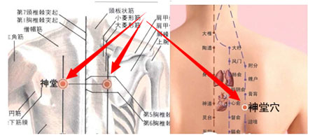 神堂穴→治咳嗽、氣喘