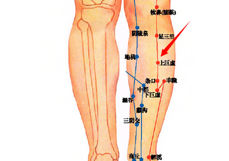 上巨虛穴→治腸鳴、腹痛