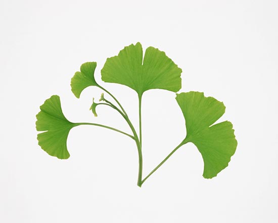 食品藥品監(jiān)管總局開(kāi)展銀杏葉藥品專項(xiàng)治理的通知