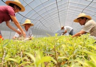 中草藥質(zhì)量監(jiān)管，從規(guī)范中藥材種植采集開始