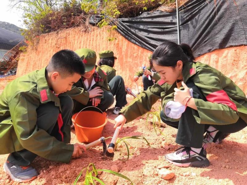 勞動(dòng)實(shí)踐：種植萱草