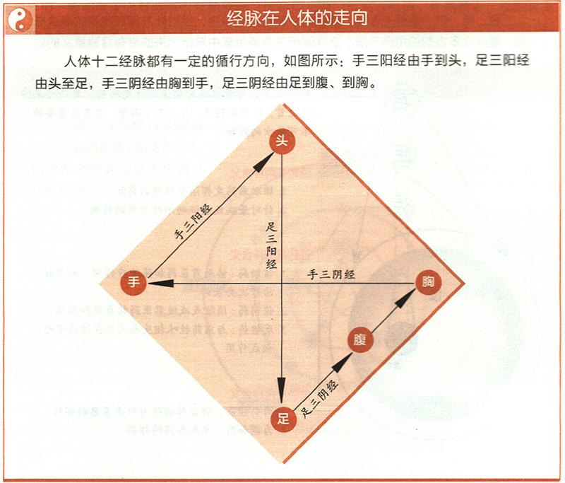 十二經(jīng)脈的起止點(diǎn)分別在哪里？