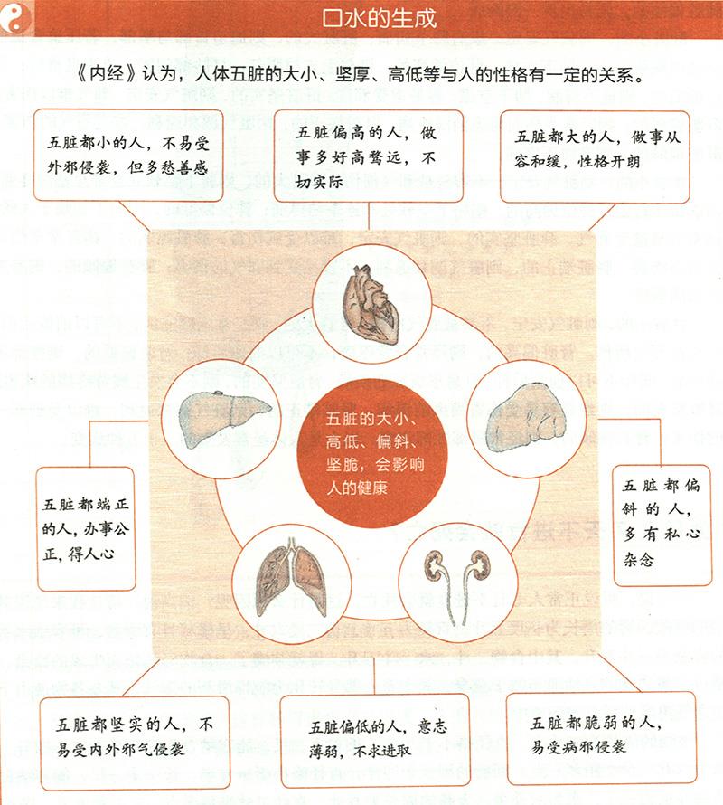 你知道自己臟腑的大小嗎？