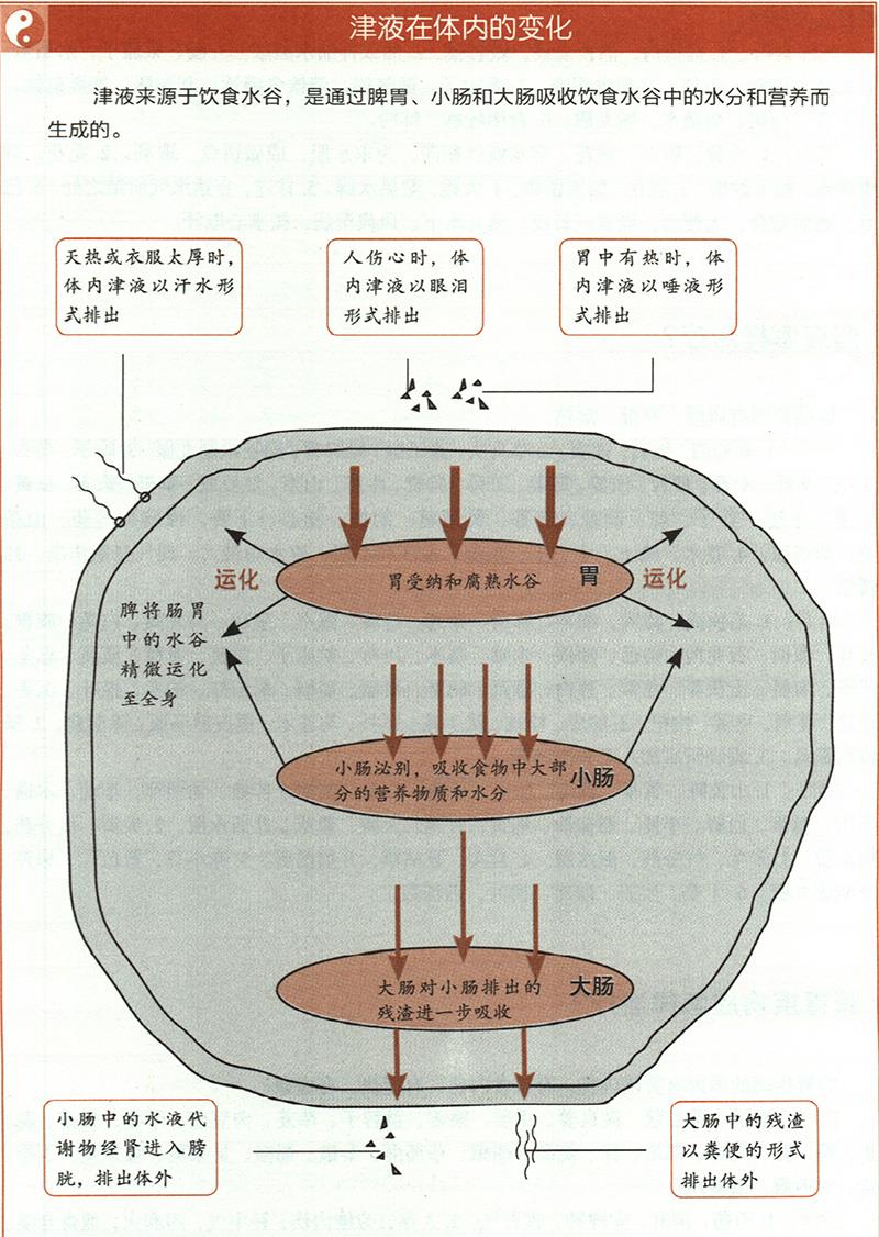 痰飲應怎樣治療？